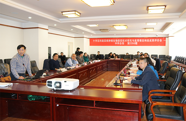 十字花科 anli.jpg